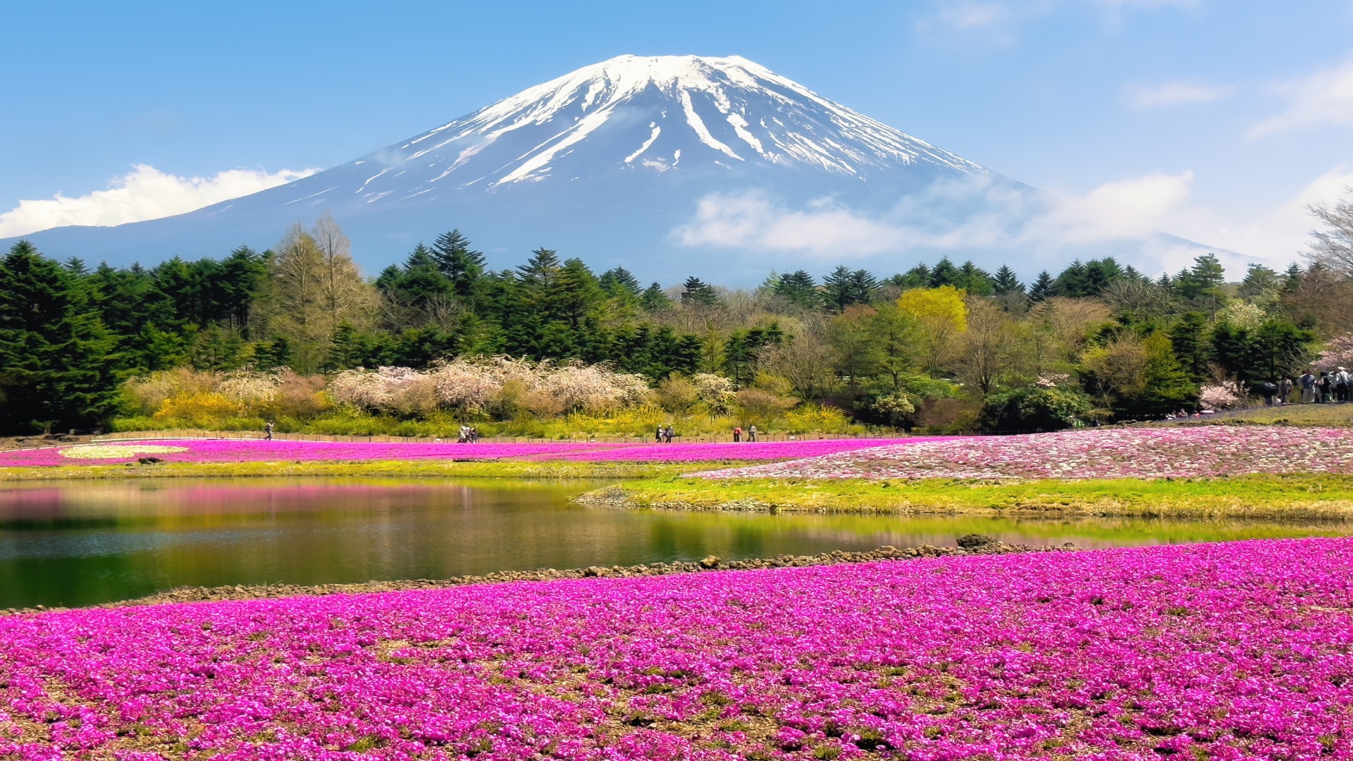 product-7d/5n-leisure-japan-shibazakura,-alpine-route-&-matcha-experience-banner