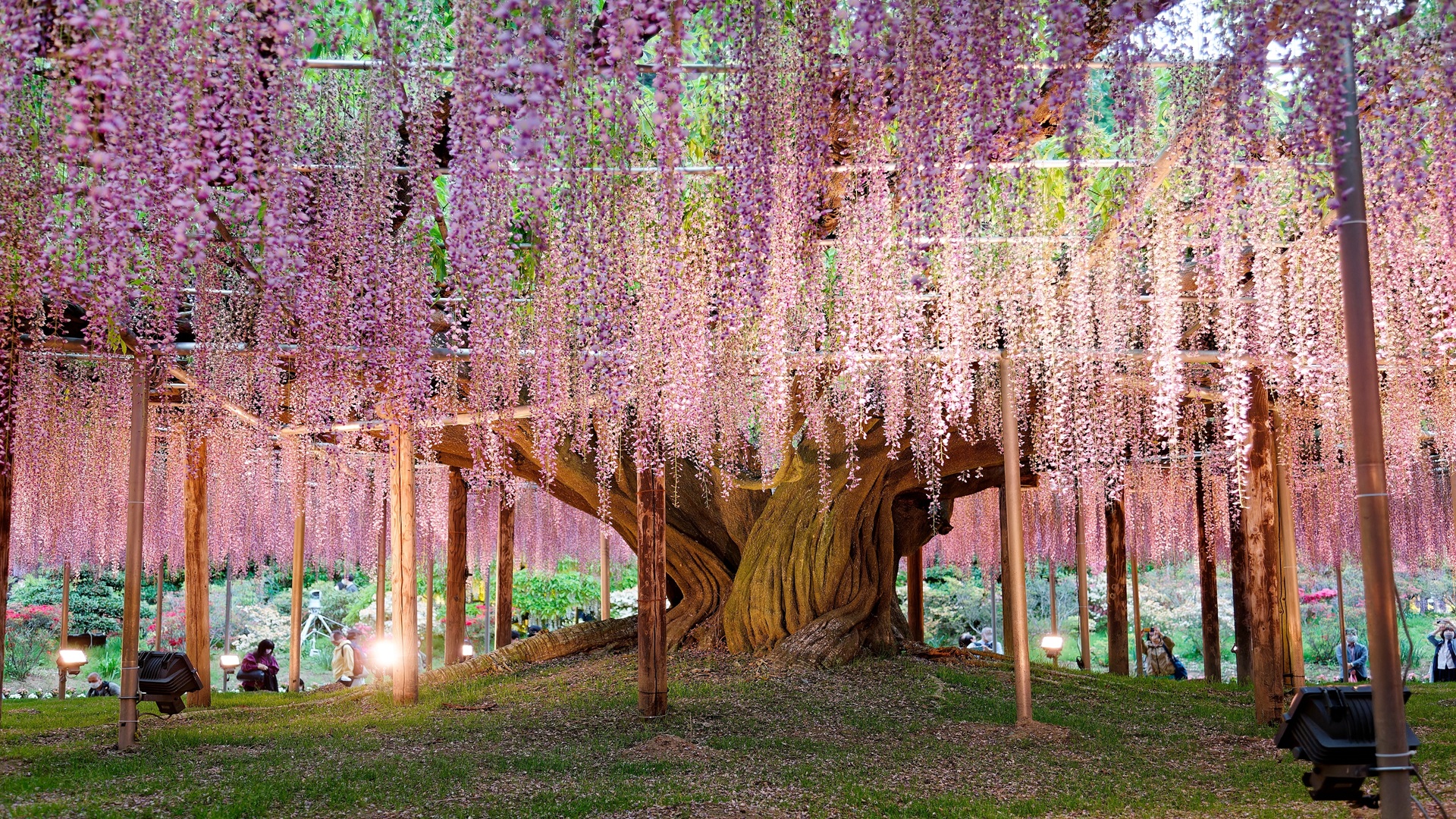 product-10d/8n-wita-japan-enchanted--enchanted-winter-tohoku-&-sakura-illuminations-banner