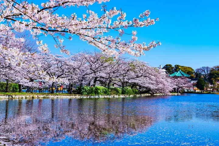 product-8d/6n-rotama-japan-sakura-shirakawa-go-banner