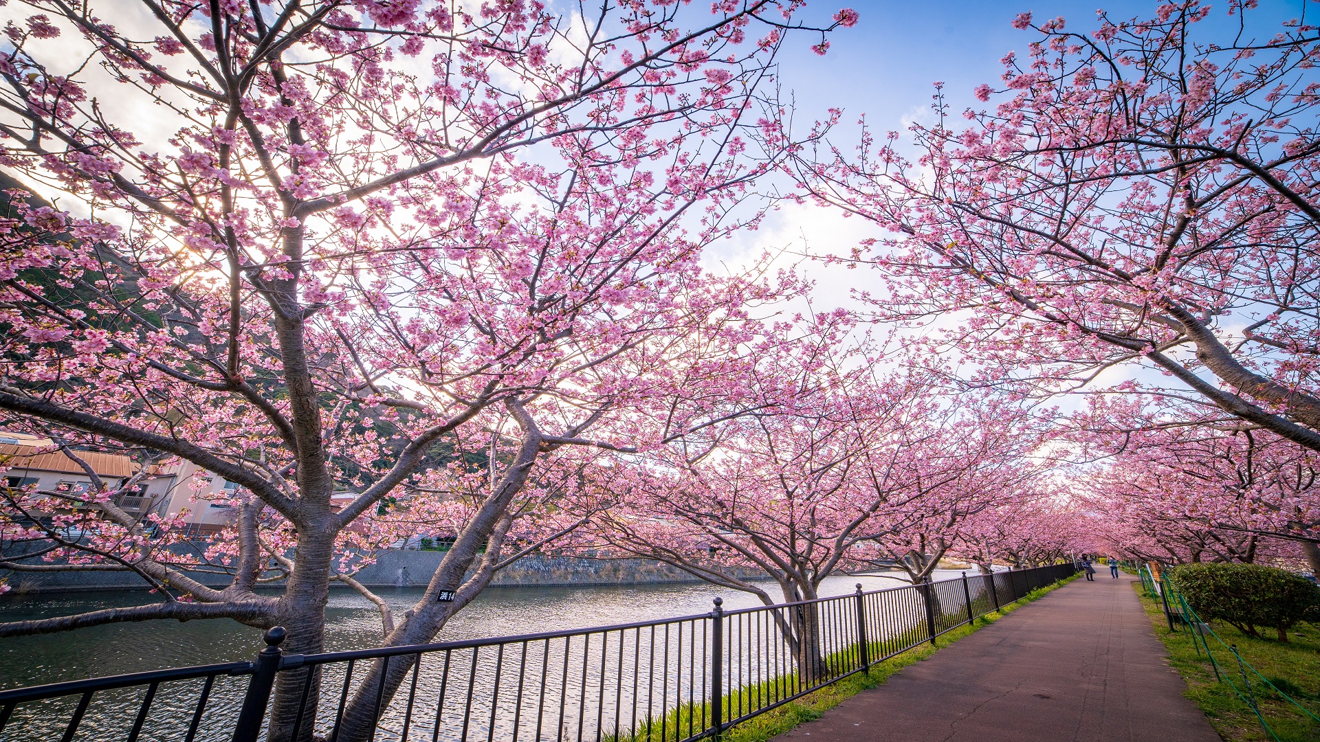 product-7d/5n-rotama-japan-shirakawago-&-kawazu-sakura-by-mh-banner