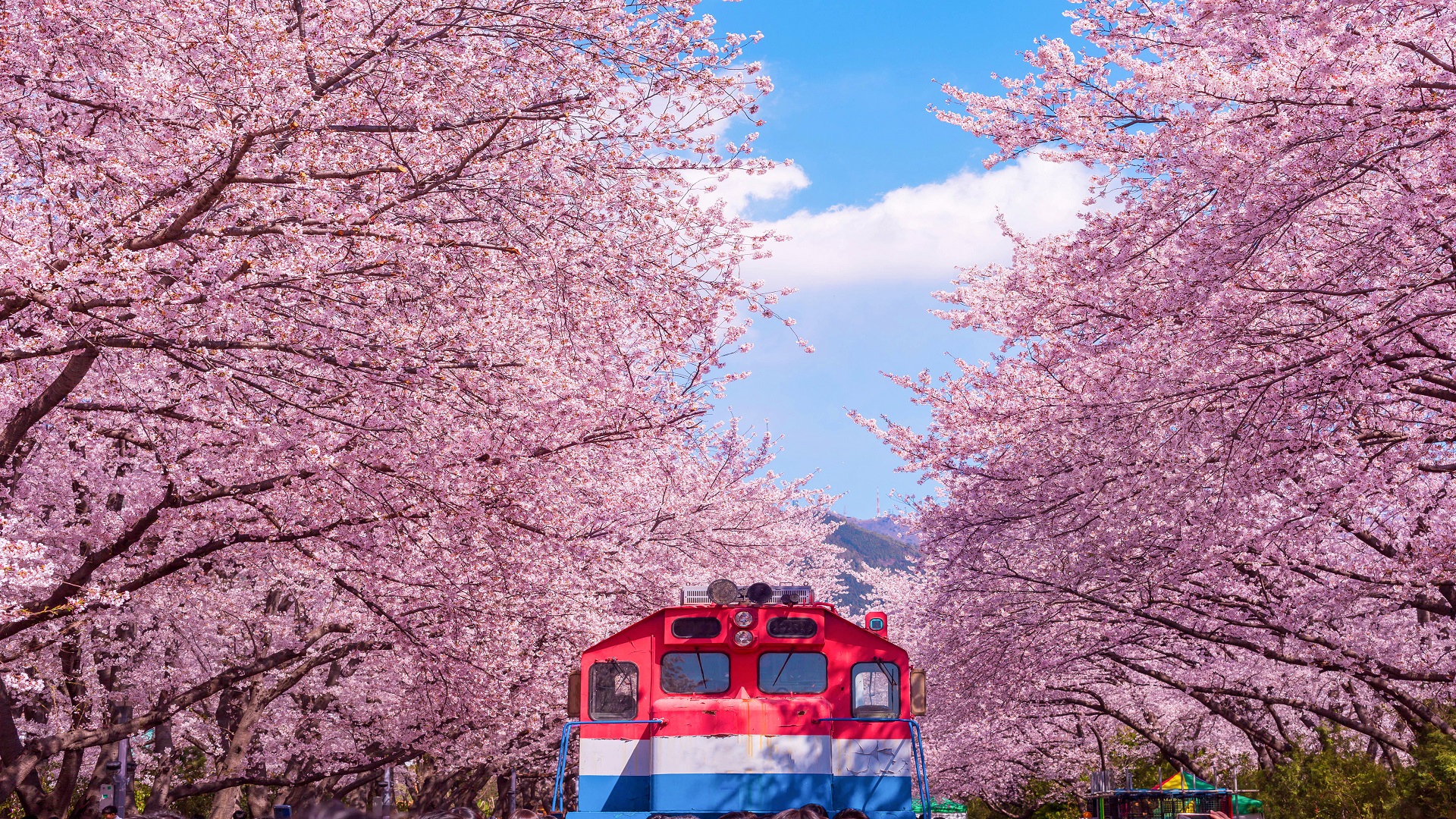 product-7d/6n-rotama-korea-busan-jeonju,-oedo-island-&-jinhae-blossom-banner