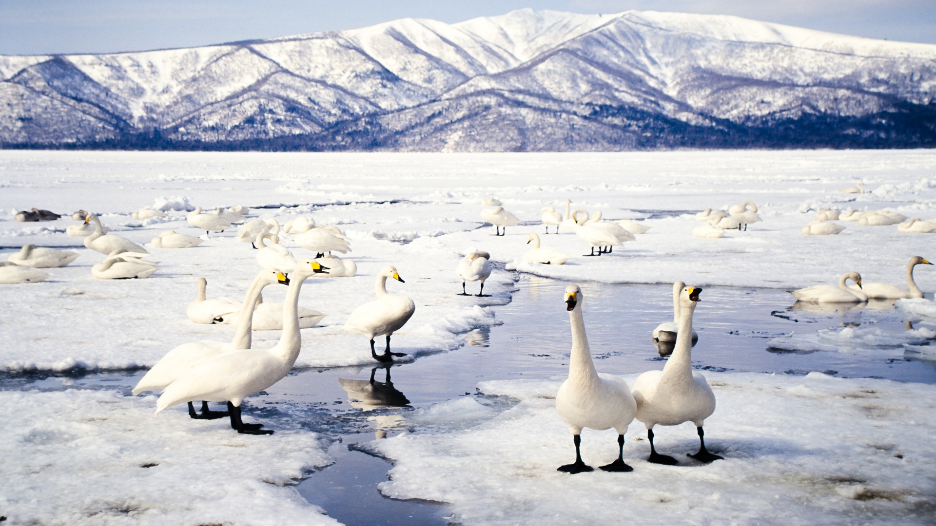 product-8d/6n-leisure-japan-northeast-hokkaido-with-tokachi-river-cruise-banner