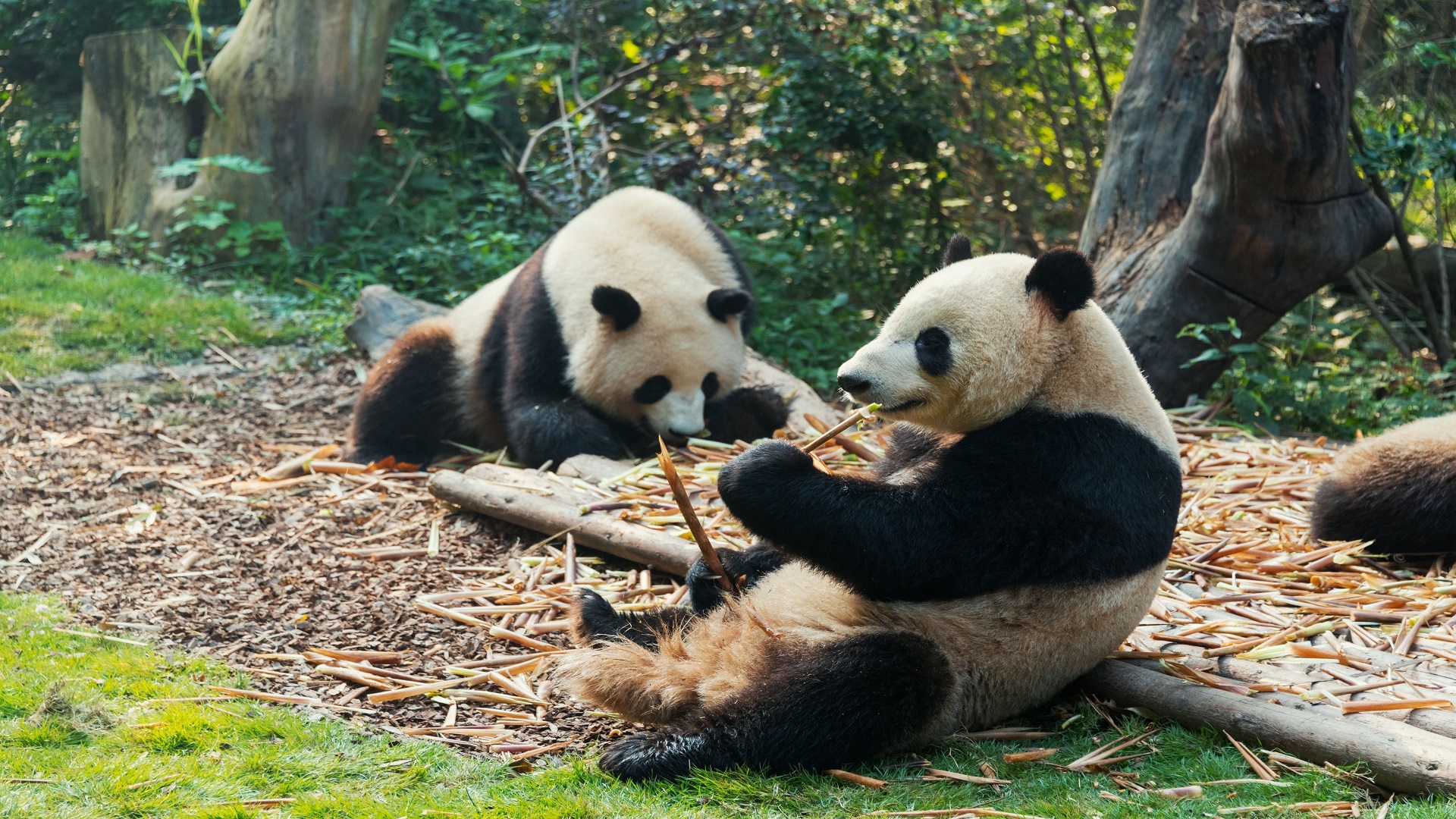 product-10d/8n-leisure-china-chengdu,-chongqing-&-jiuzhaigou-banner