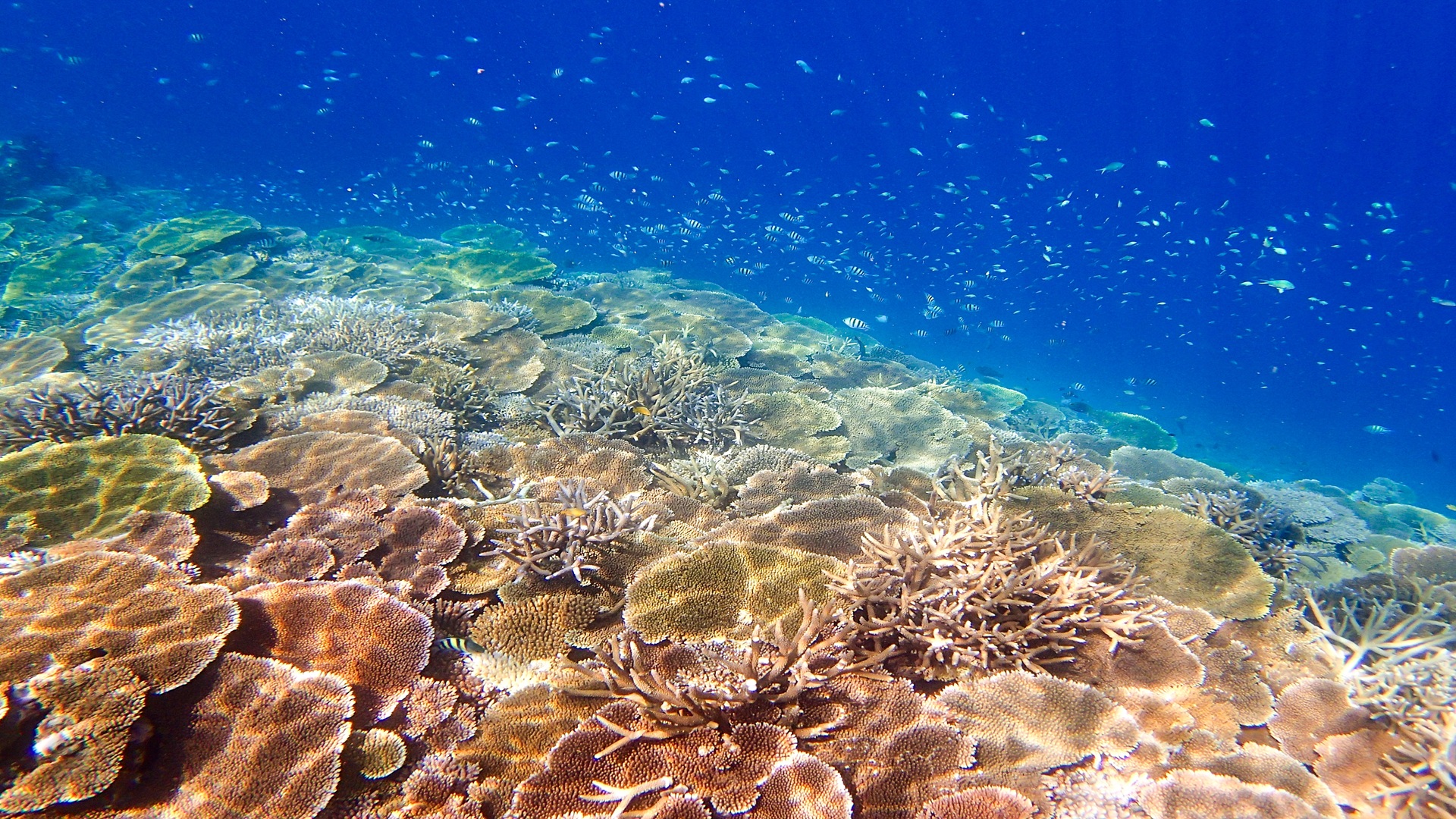 product-9d/7n-wita-japan-ocean-luxe-okinawa,-miyako-island-&-tokyo-banner