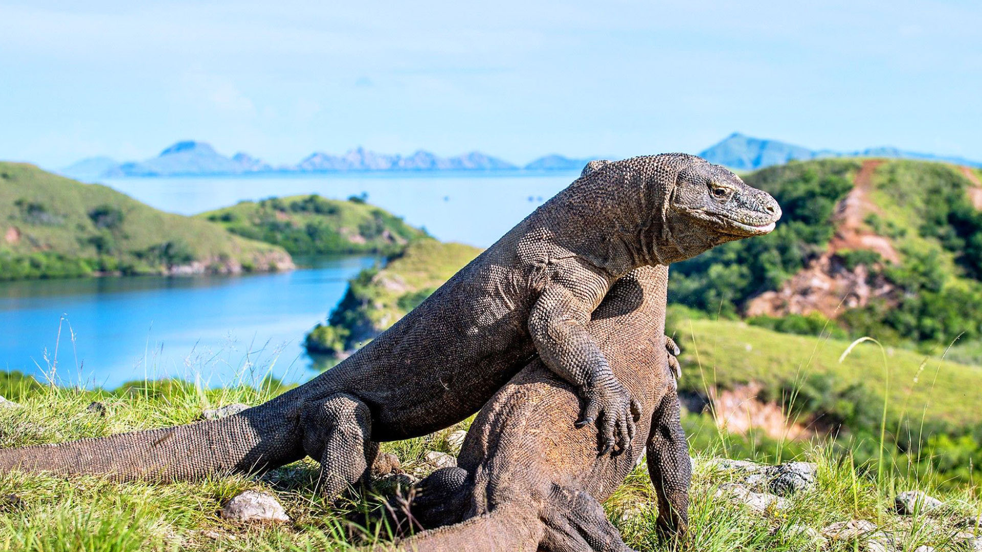 product-5-days-live-on-board-labuan-bajo-&-pulau-komodo-package-banner