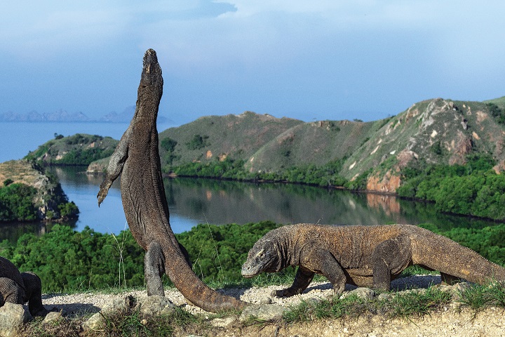 product-4-days-labuan-bajo-&-pulau-komodo-package-banner